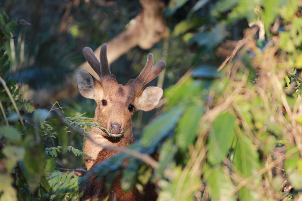 Nature Hunt Eco Camp Kaziranga Exterior photo
