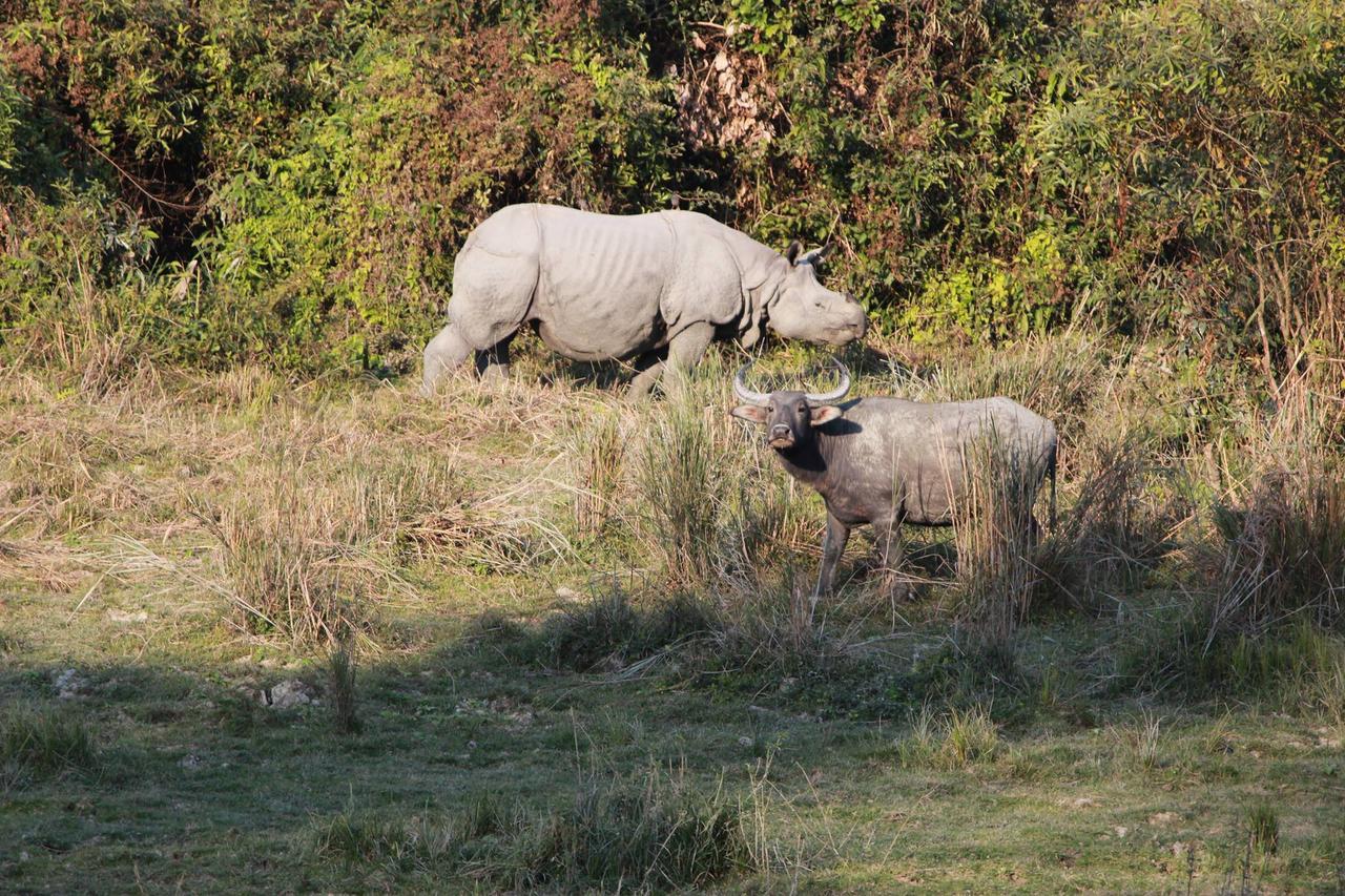 Nature Hunt Eco Camp Kaziranga Exterior photo