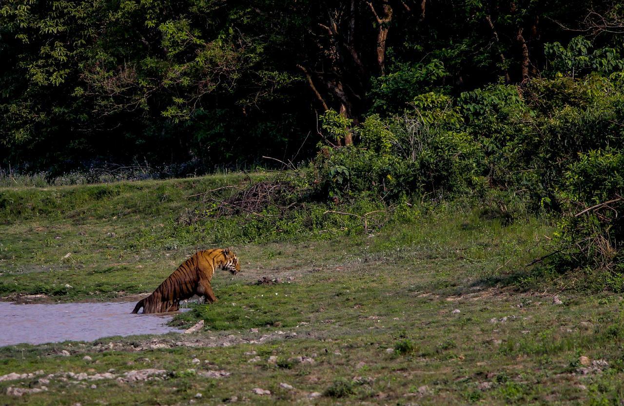 Nature Hunt Eco Camp Kaziranga Exterior photo